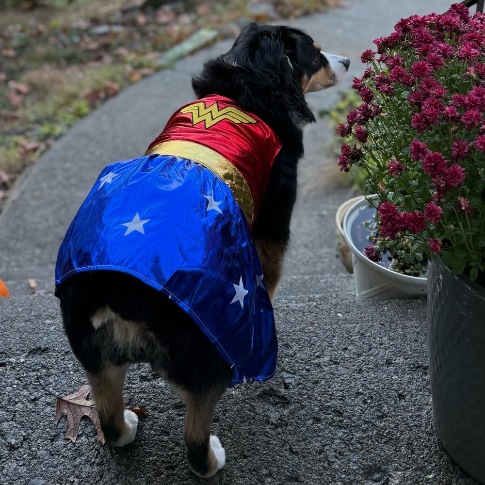Wonder Woman Dog Costume Size Large